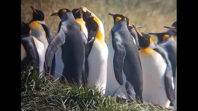 Королевский пингвин - ML612600848