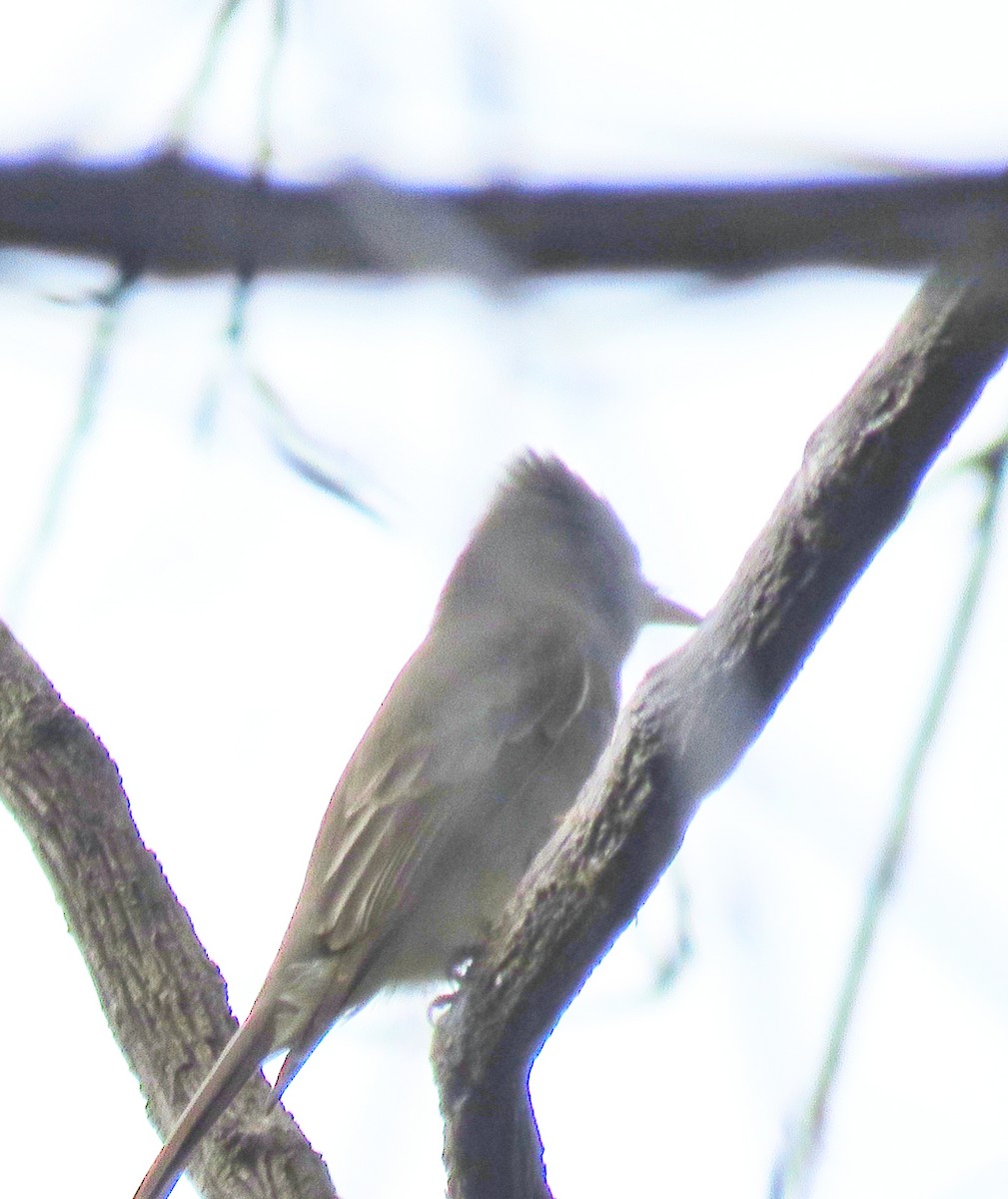Greater Pewee (Mexican) - ML612601119