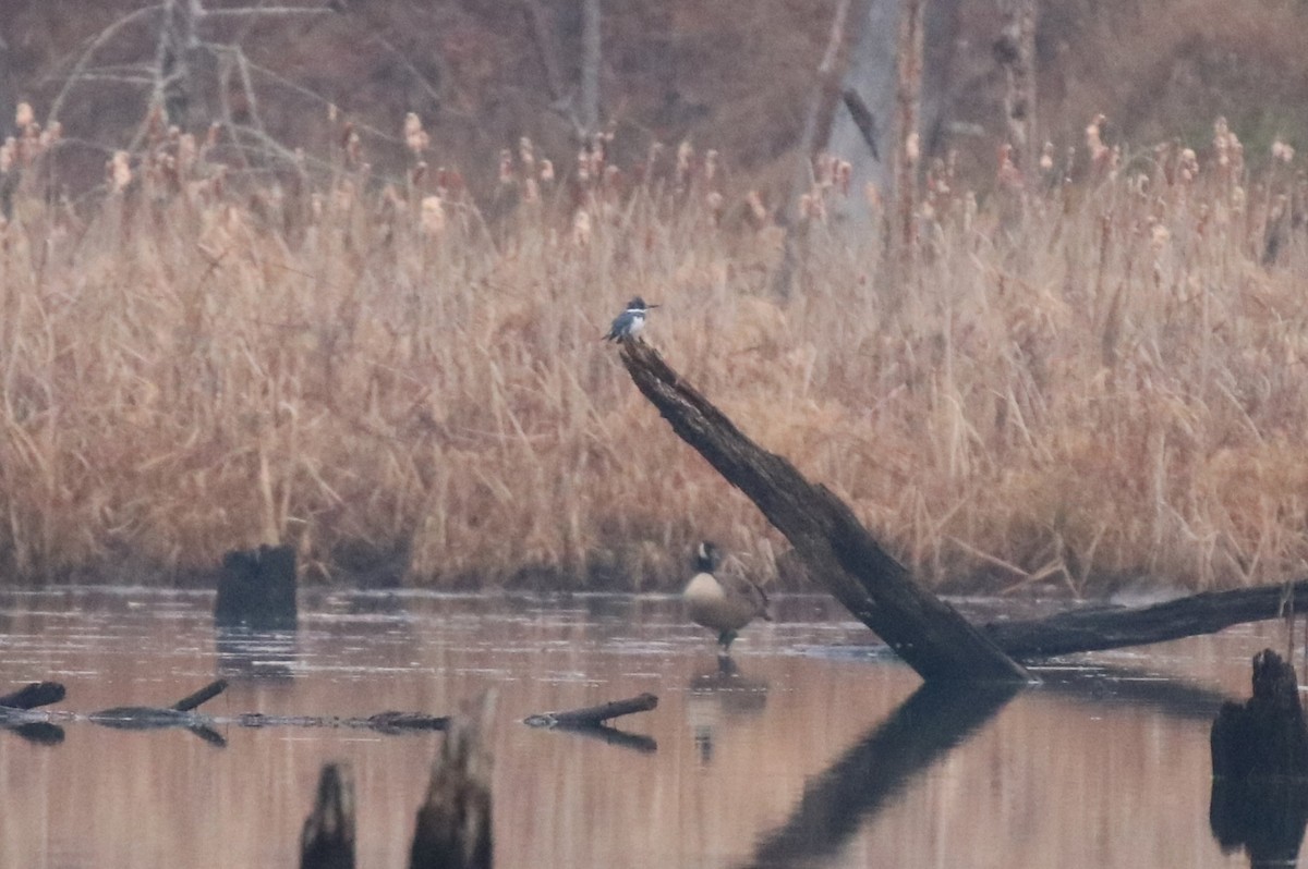 Belted Kingfisher - ML612601196
