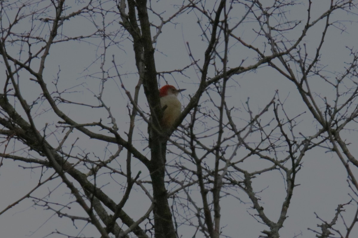 Red-bellied Woodpecker - ML612601200