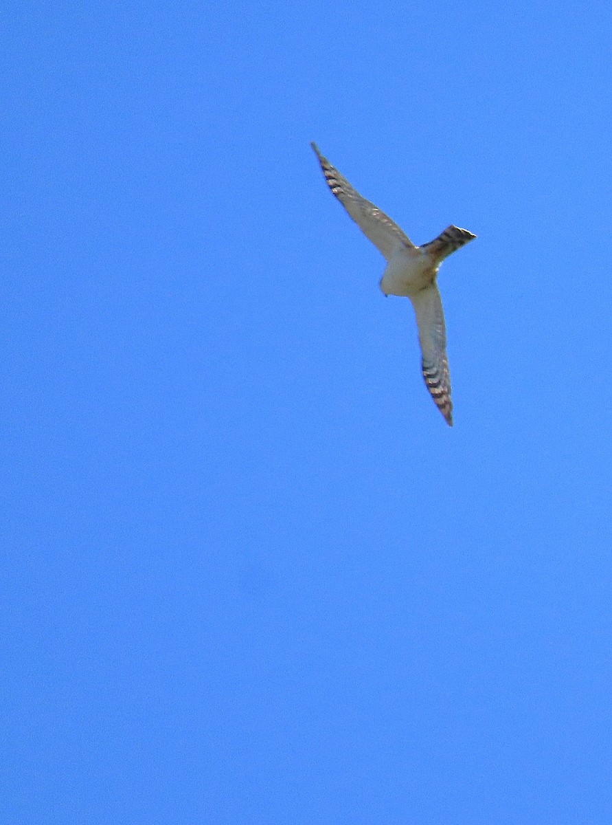 Sharp-shinned Hawk (White-breasted) - ML612601335