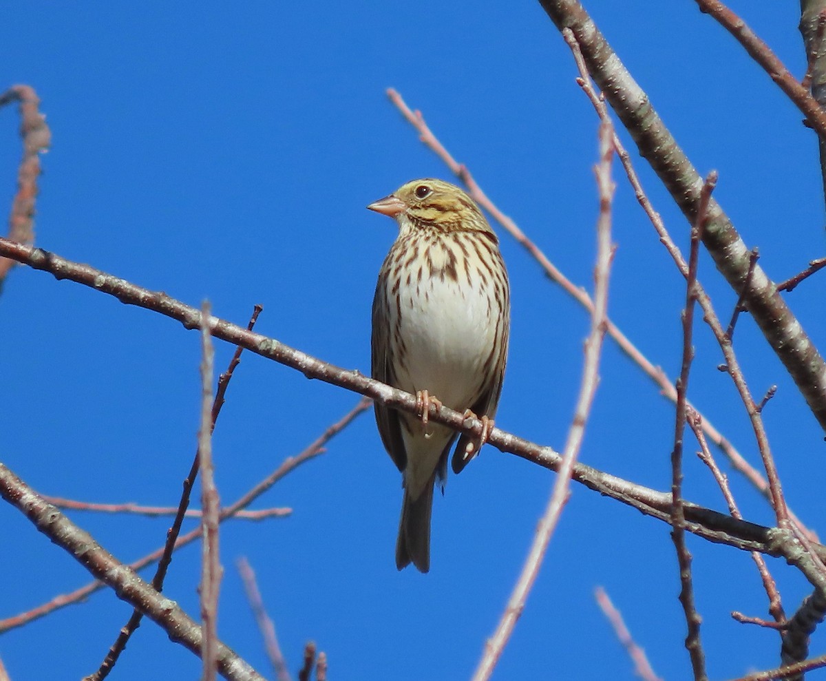 Savannah Sparrow - ML612601689