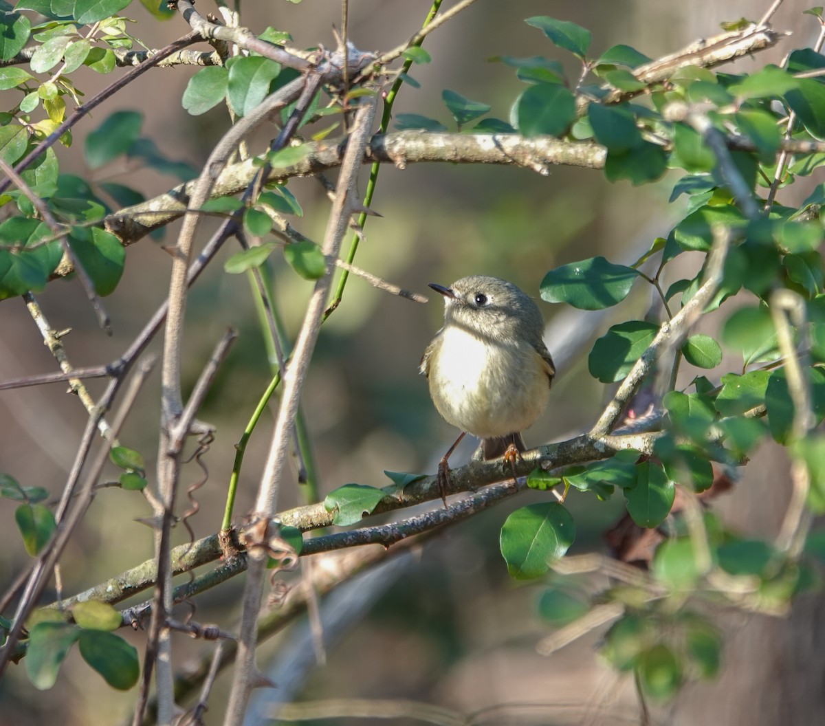 Ruby-crowned Kinglet - Dave Hart