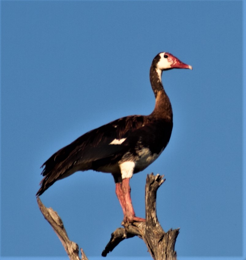Spur-winged Goose - ML612602004