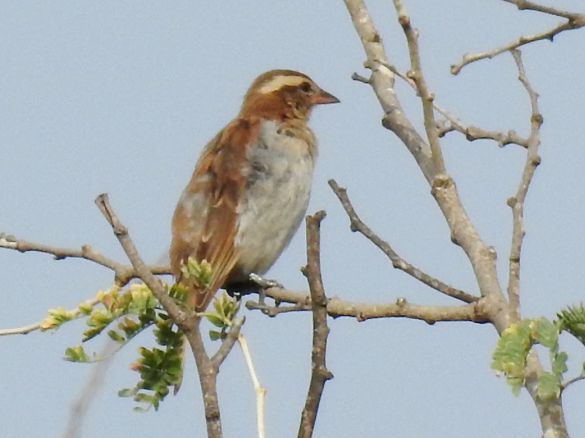 Yellow-throated Bush Sparrow - ML612602010