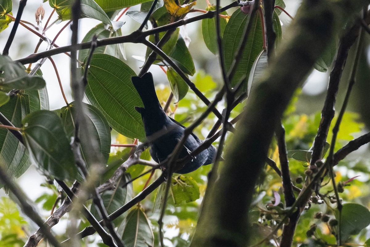Blue-and-black Tanager (Blue-and-black) - Alex Lamoreaux