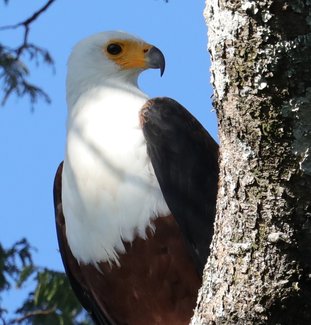 African Fish-Eagle - ML612602122