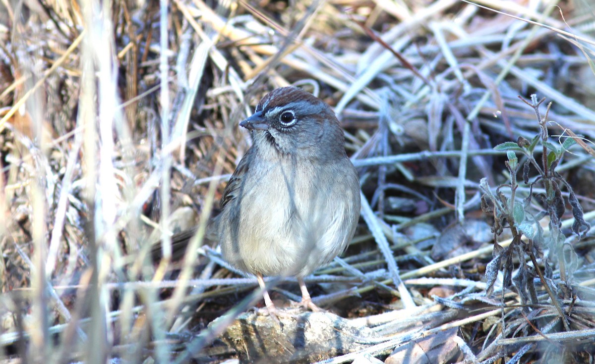 Rufous-crowned Sparrow - ML612602909