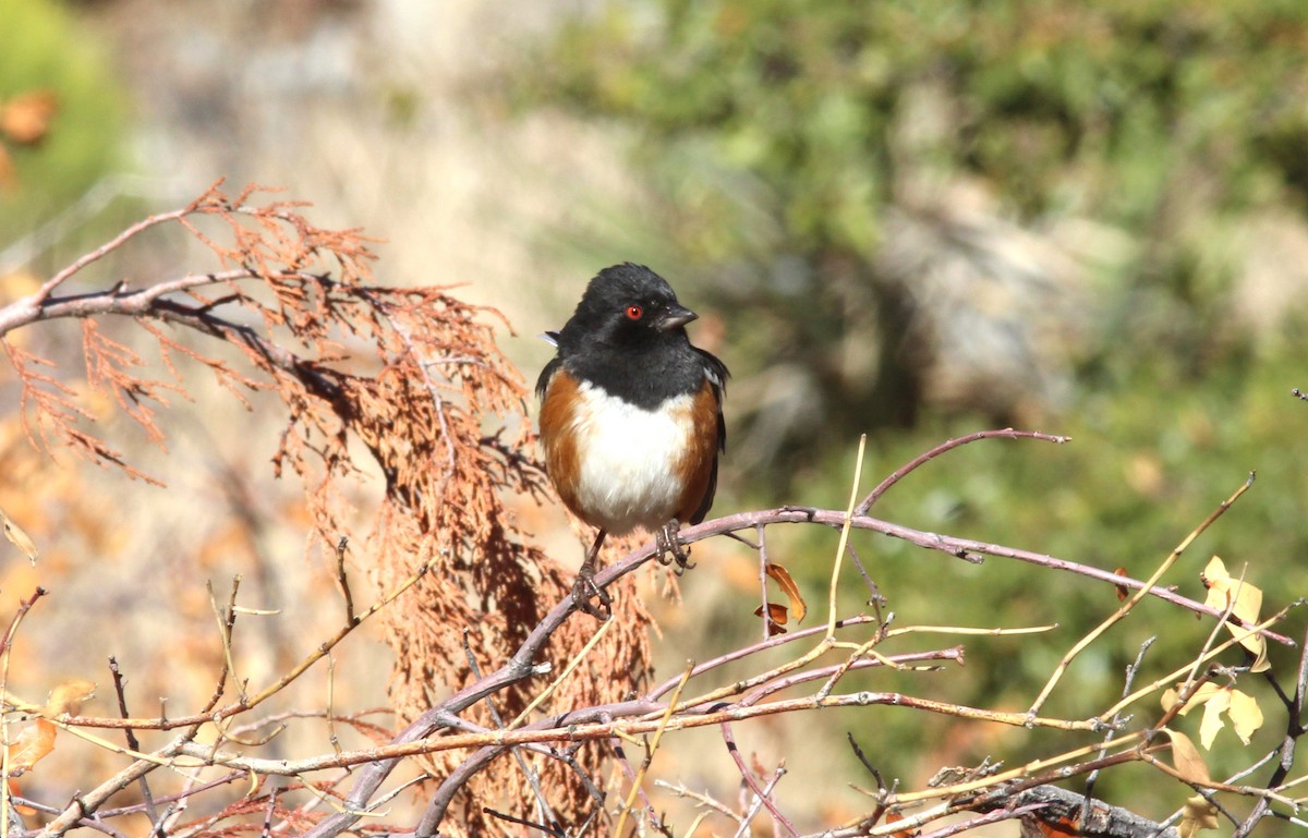 Spotted Towhee - ML612602917