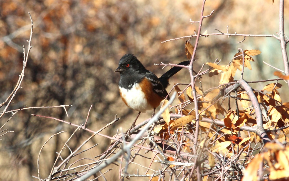 Spotted Towhee - ML612602918