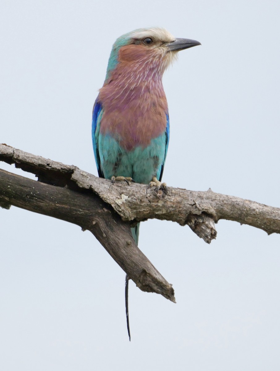 Lilac-breasted Roller (Lilac-breasted) - ML612603204