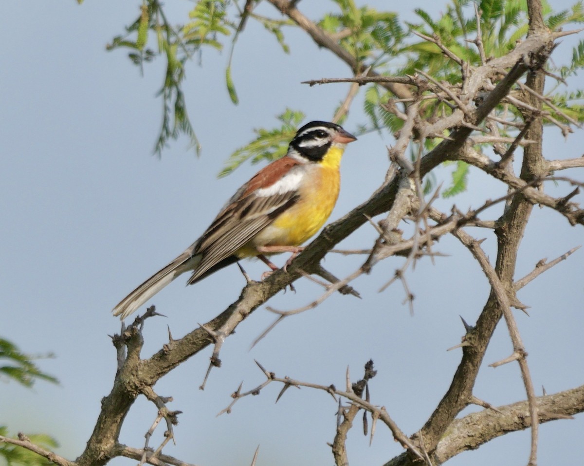 Golden-breasted Bunting - ML612603382