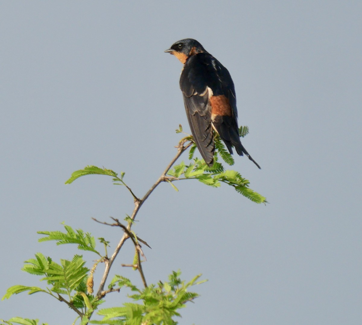 Rufous-chested Swallow - ML612603487
