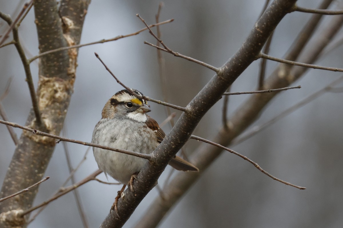 White-throated Sparrow - ML612603631