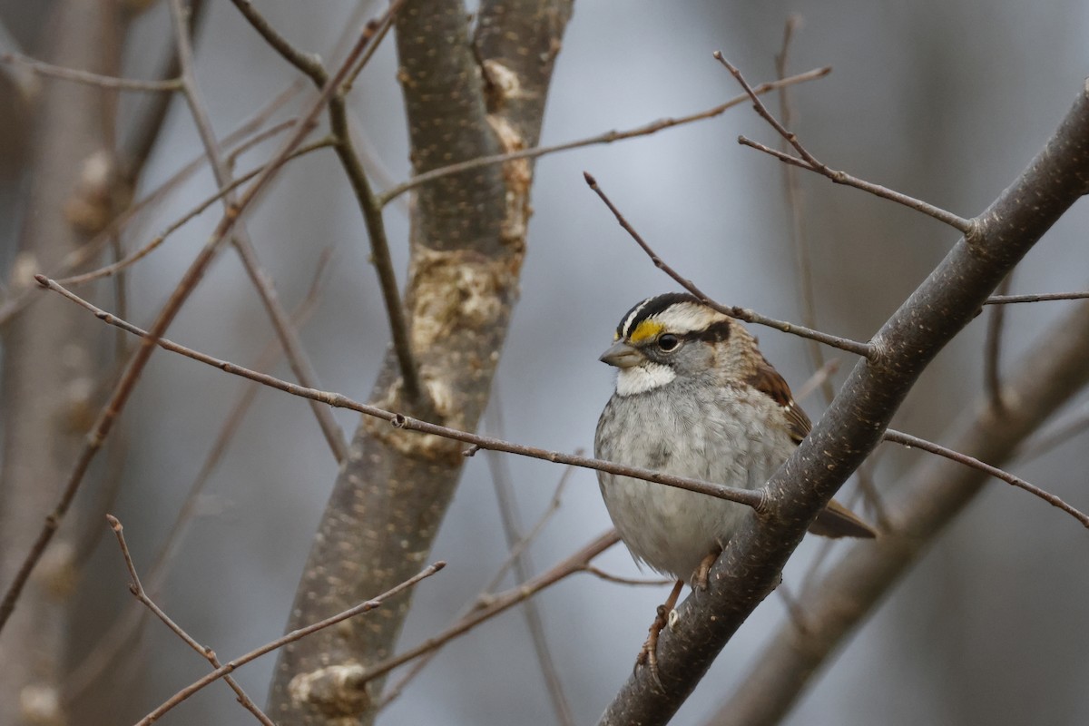 White-throated Sparrow - ML612603632