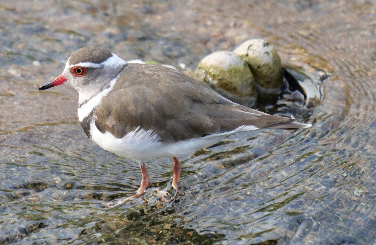 Three-banded Plover - ML612603636