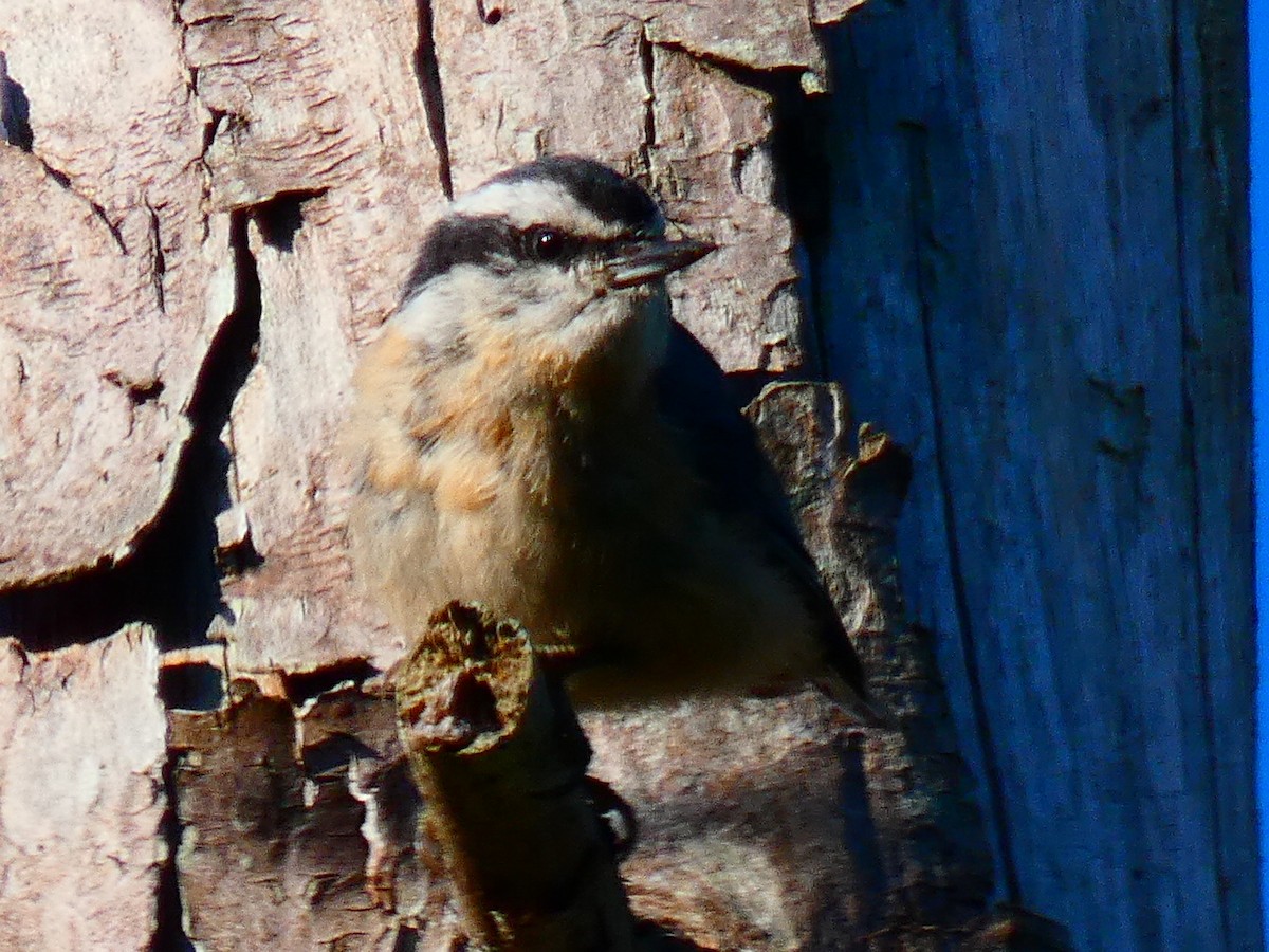 Red-breasted Nuthatch - ML612603981