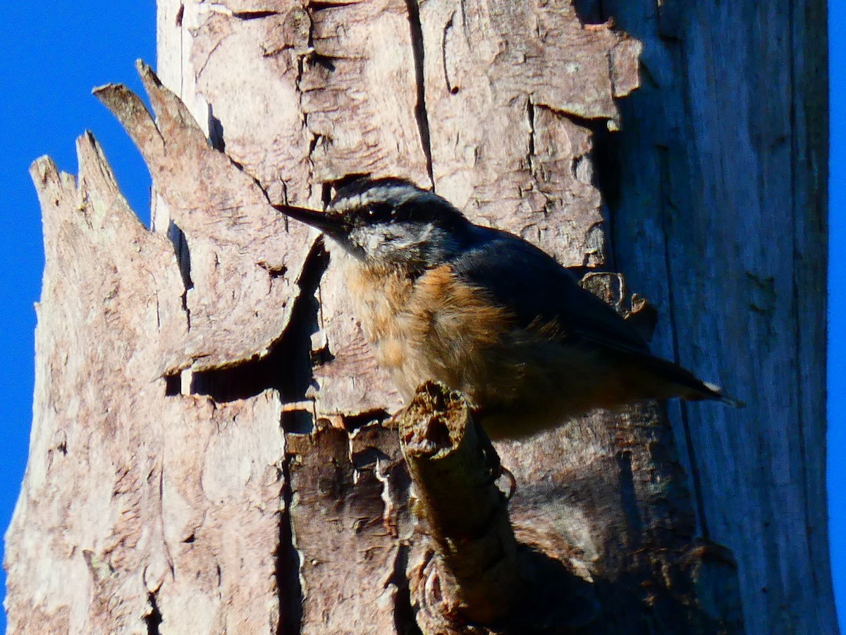 Red-breasted Nuthatch - ML612603984