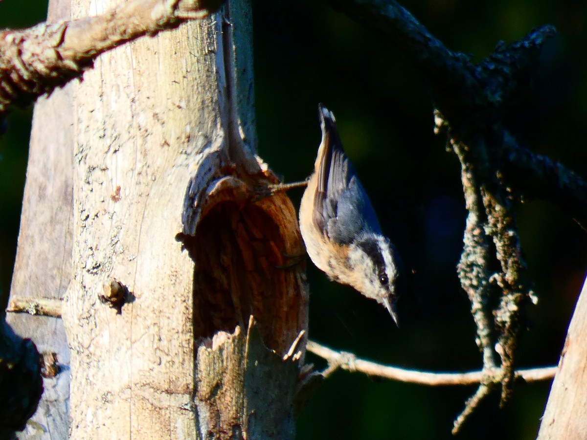 Red-breasted Nuthatch - ML612603986