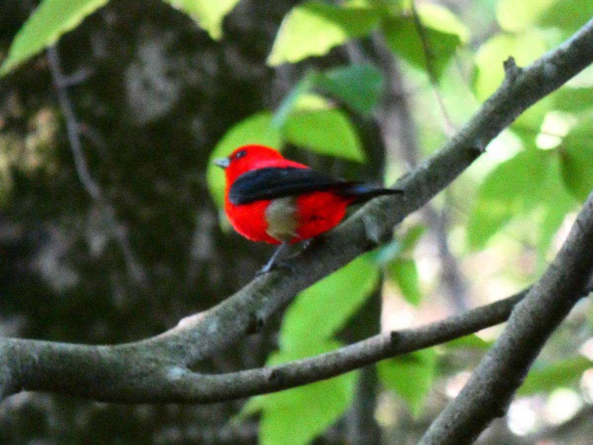 Scarlet Tanager - ML612604033