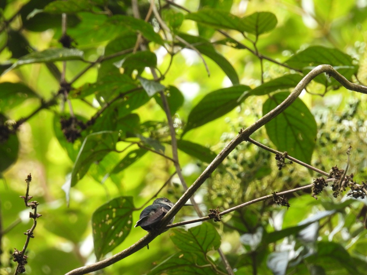 kolibřík zelenopláštíkový - ML612604146
