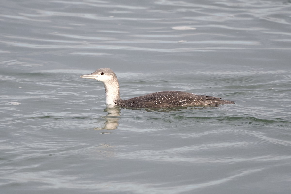 Red-throated Loon - Chad Hutchinson
