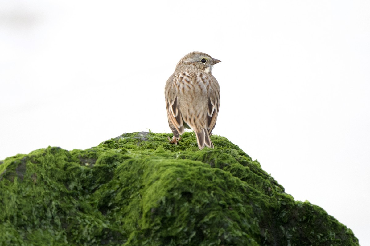Savannah Sparrow (Ipswich) - Chad Hutchinson