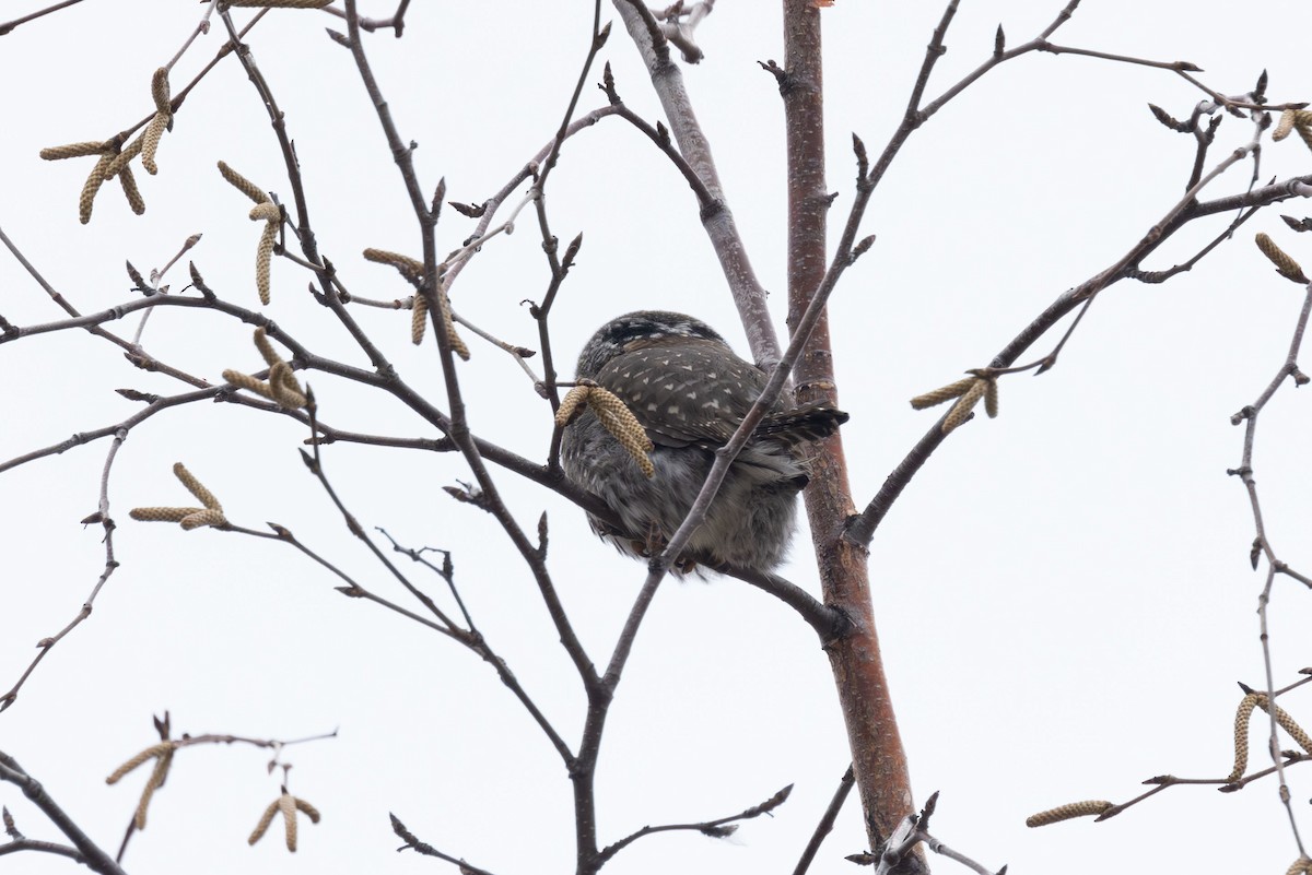 Northern Pygmy-Owl - Elliott Ress