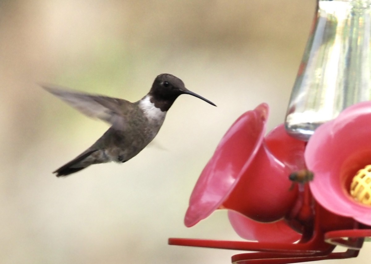 Black-chinned Hummingbird - ML612604643