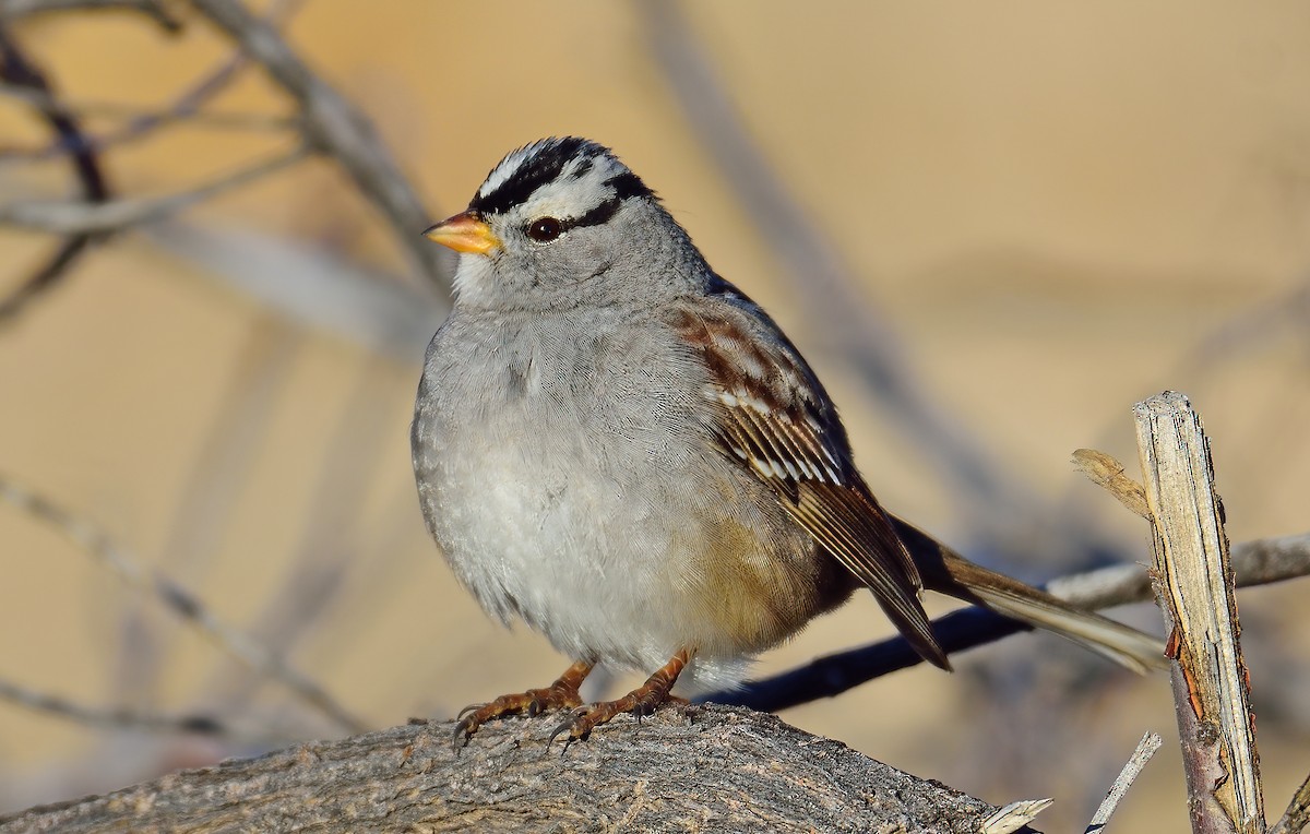 White-crowned Sparrow - ML612604782