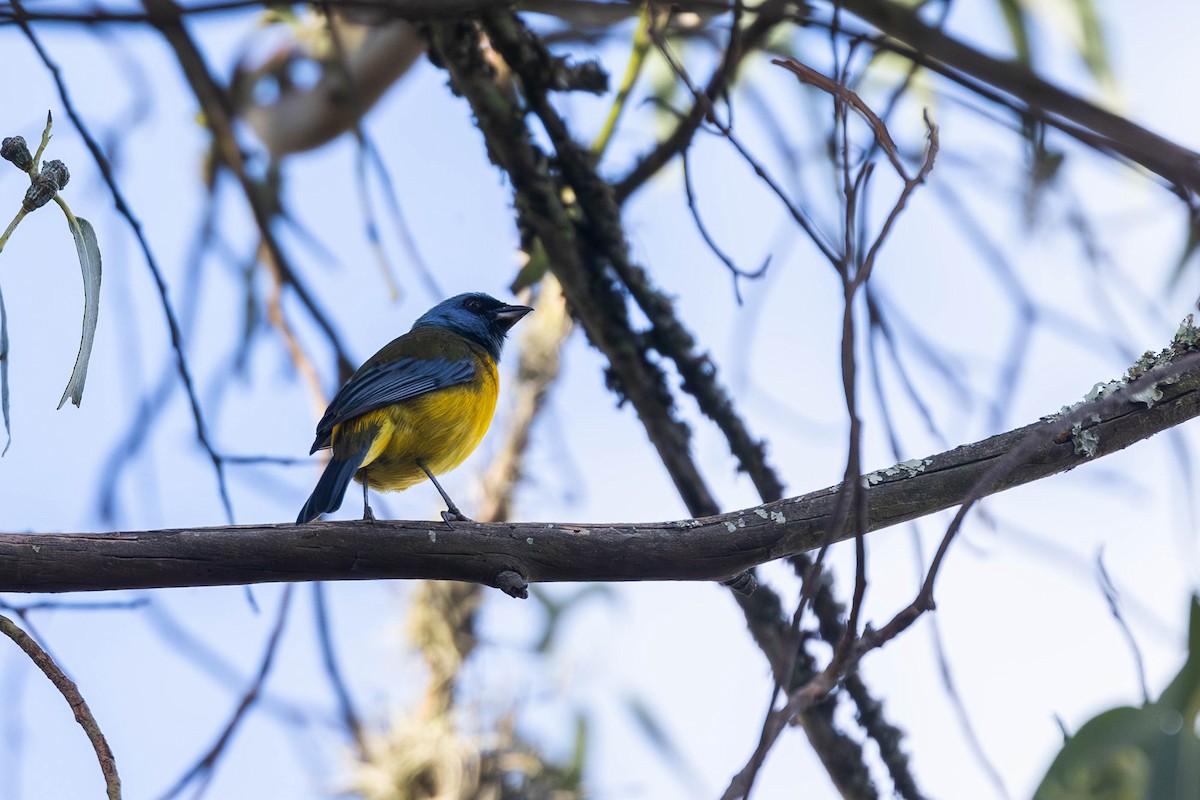 Blue-and-yellow Tanager (Green-mantled) - ML612605099