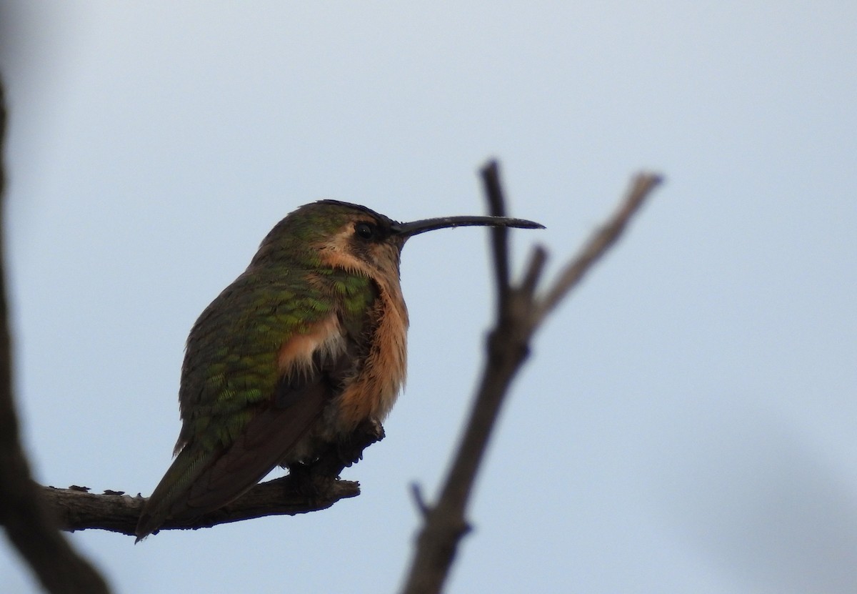 Lucifer Hummingbird - Carlos Mancera (Tuxtla Birding Club)