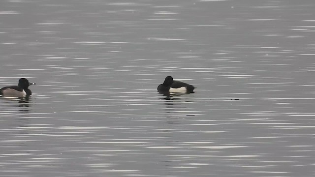 Tufted Duck - ML612605295