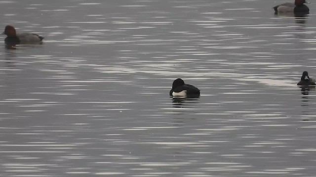 Tufted Duck - ML612605306