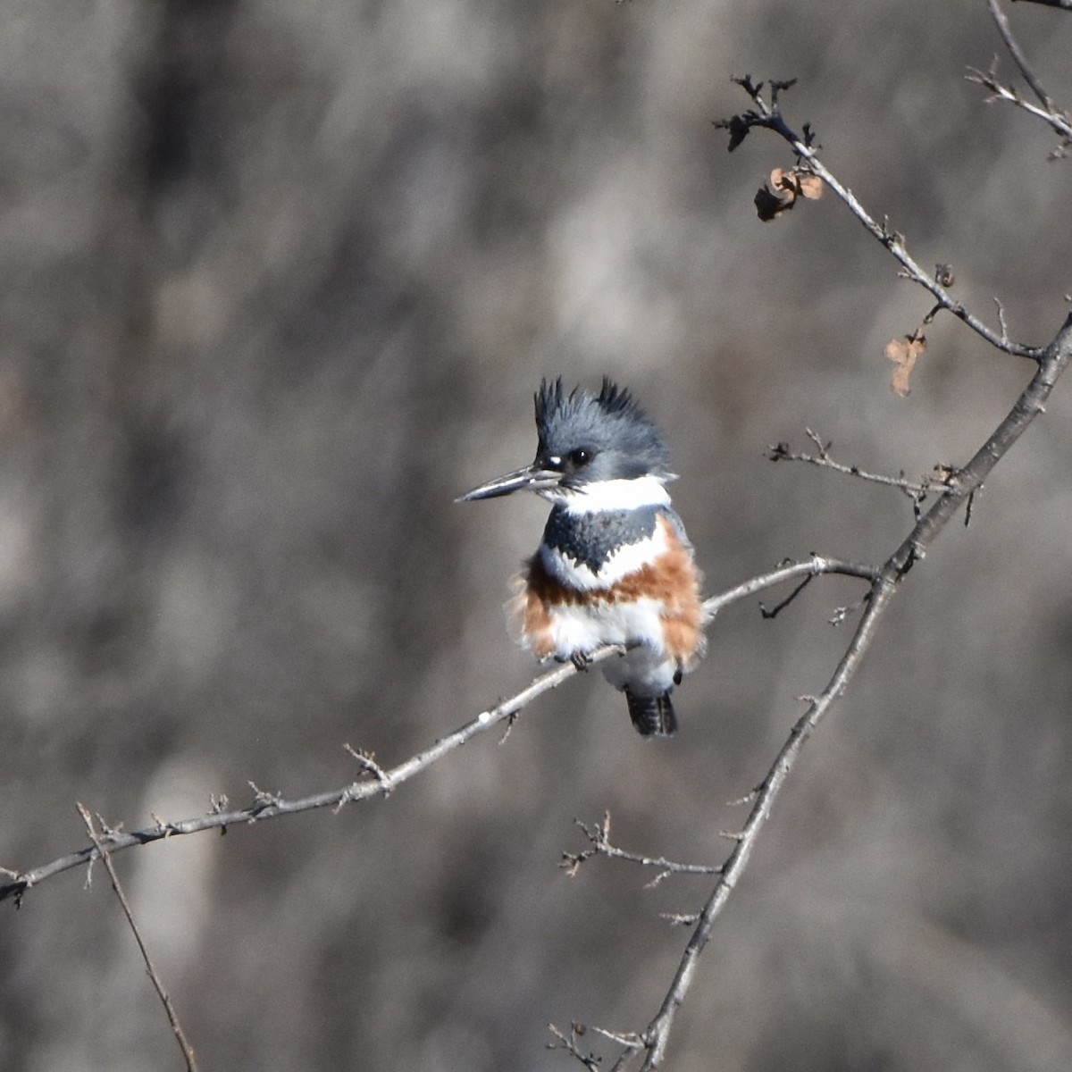 Belted Kingfisher - ML612605394