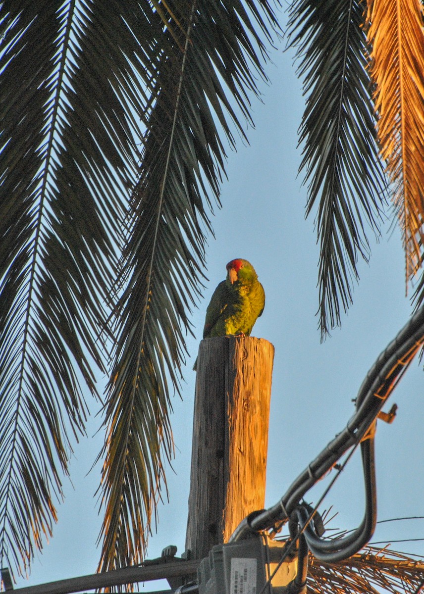 Red-crowned Parrot - ML612605611