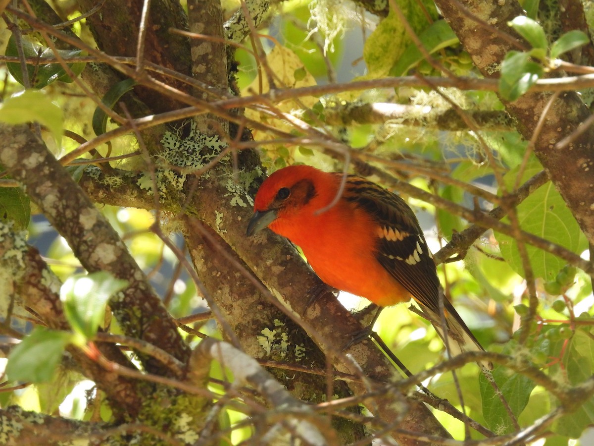 Flame-colored Tanager - ML612605656