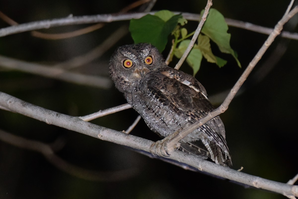 Sulawesi Scops-Owl - ML612605785