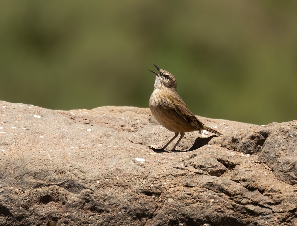Yellow-tufted Pipit - ML612605800