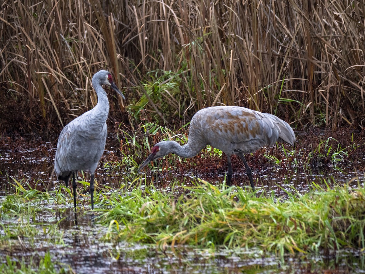 eBird Checklist 3 Dec 2023 Sauvie Island Wildlife area 1 species