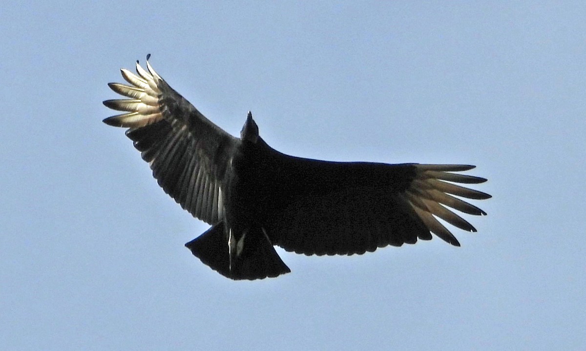 Black Vulture - ML612606749
