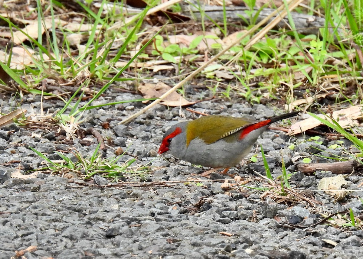 Red-browed Firetail - ML612606805