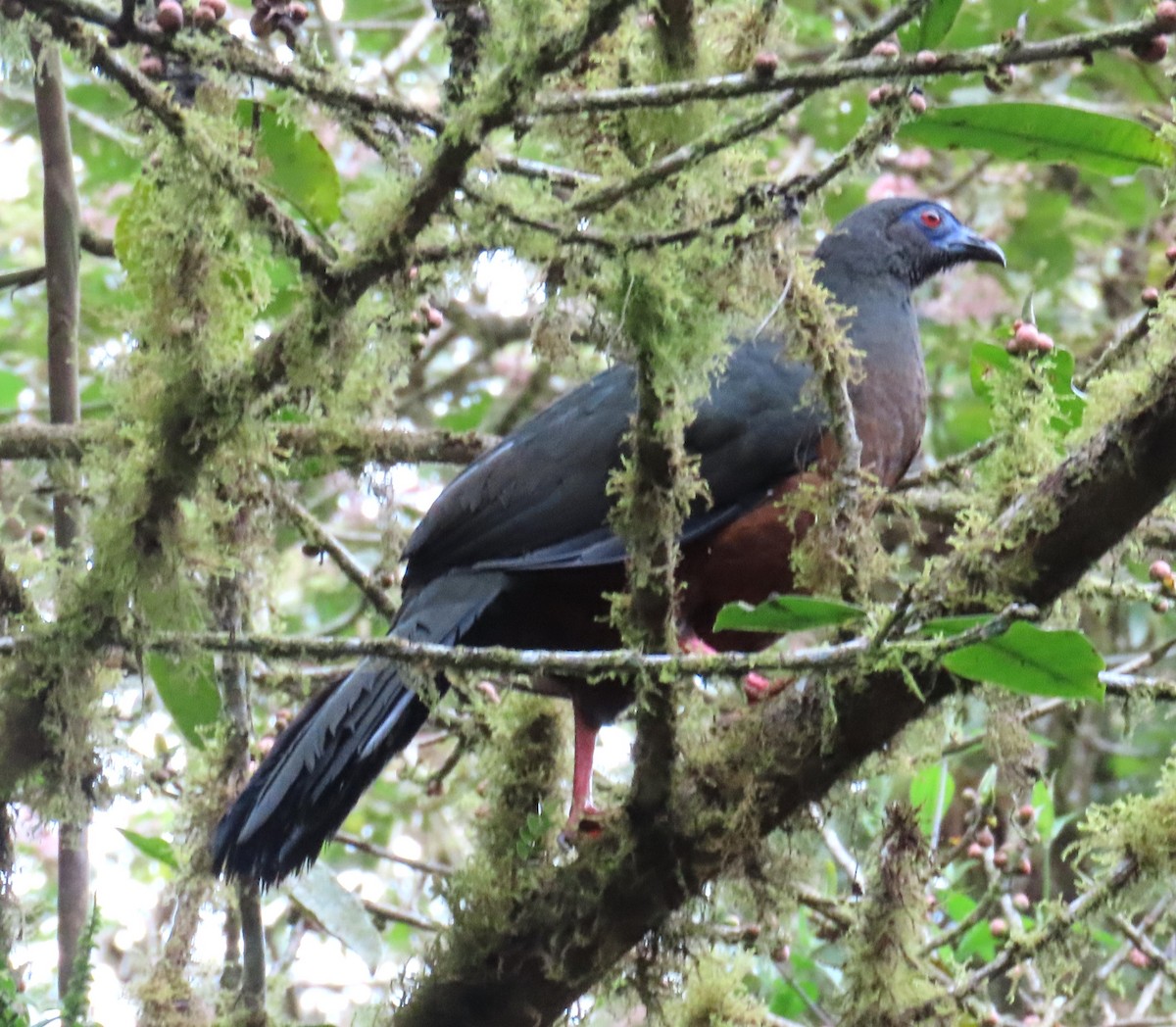 Sickle-winged Guan - ML612606839