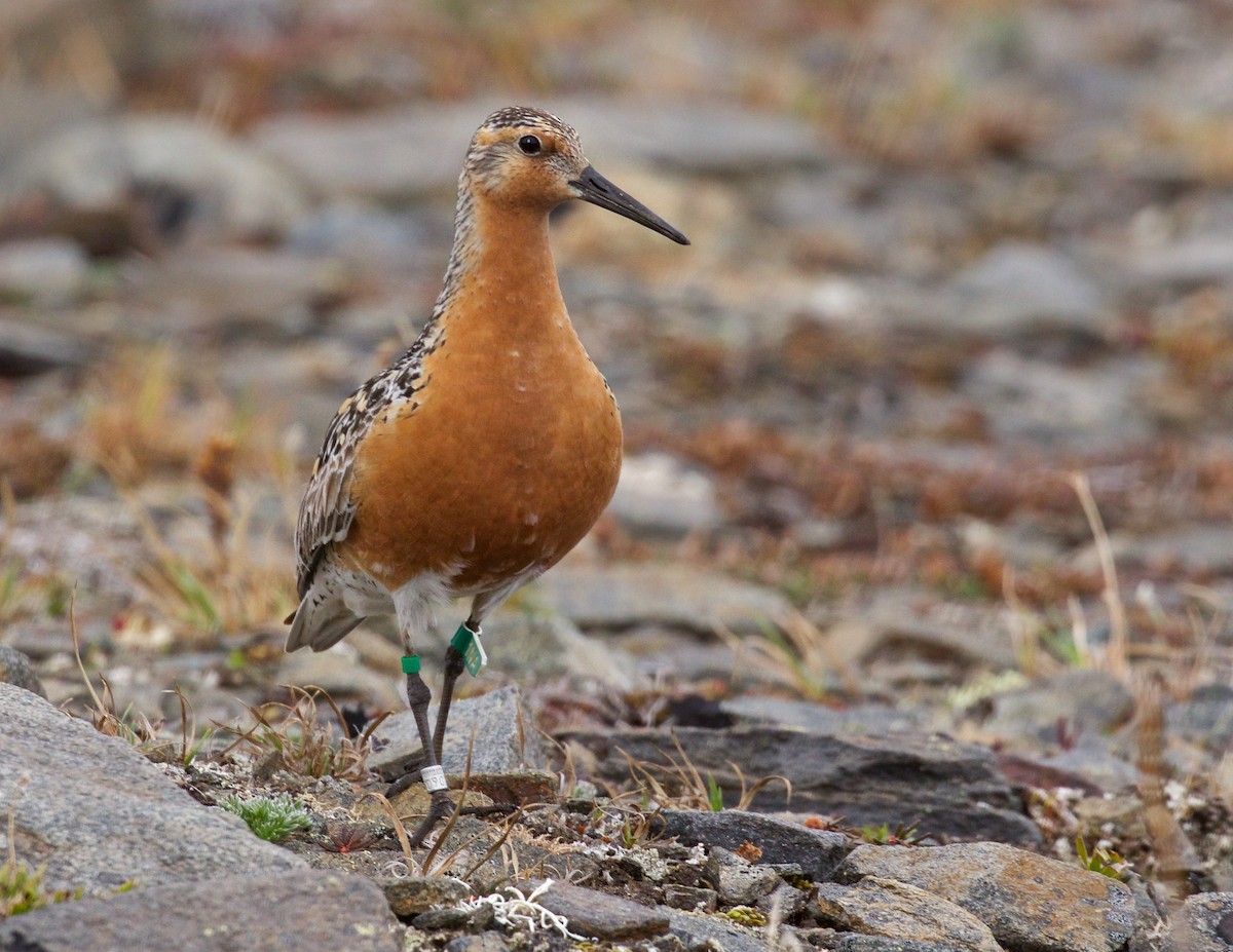 Red Knot - ML612606943