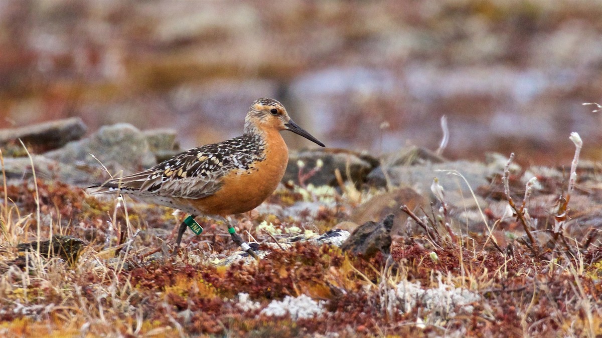 Red Knot - ML612606944