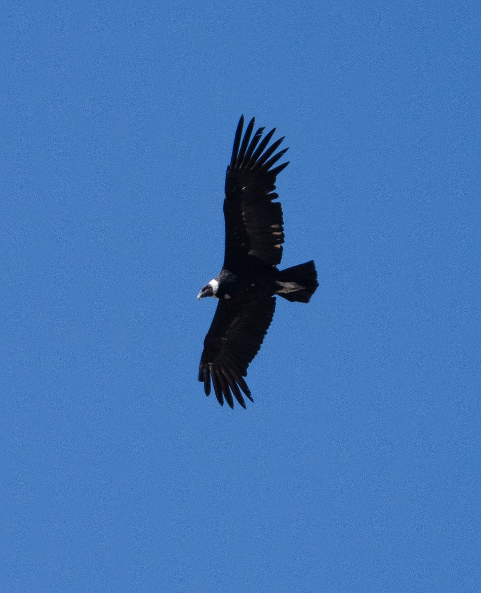 Andean Condor - ML612607050