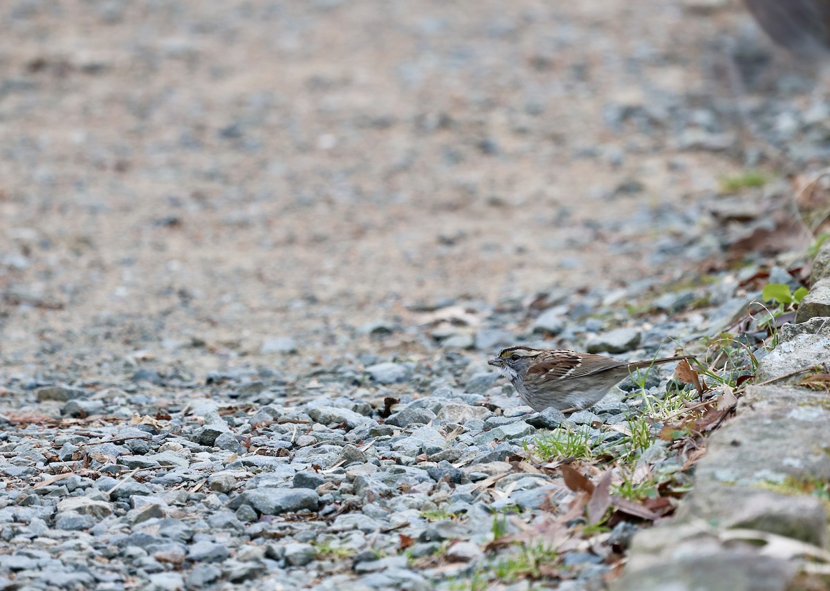 White-throated Sparrow - ML612607432