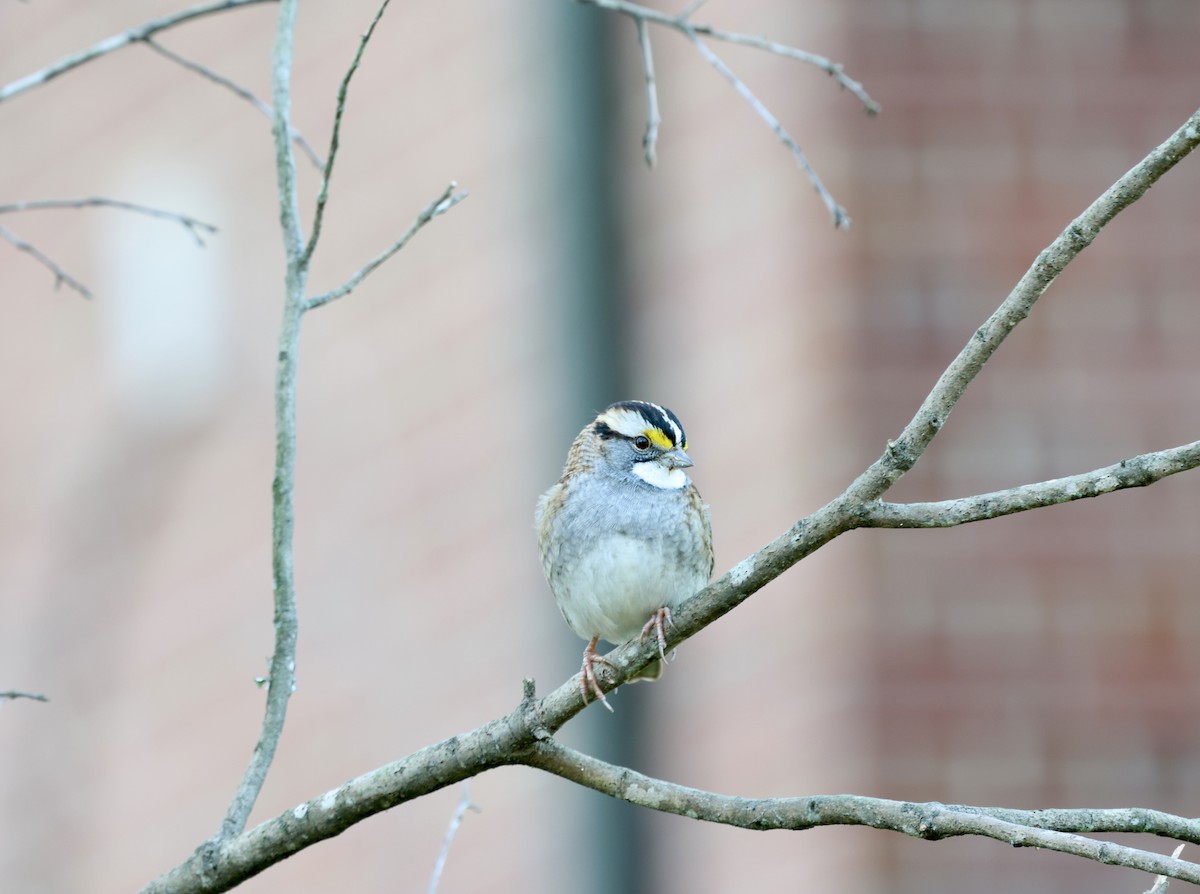 White-throated Sparrow - Ezra H