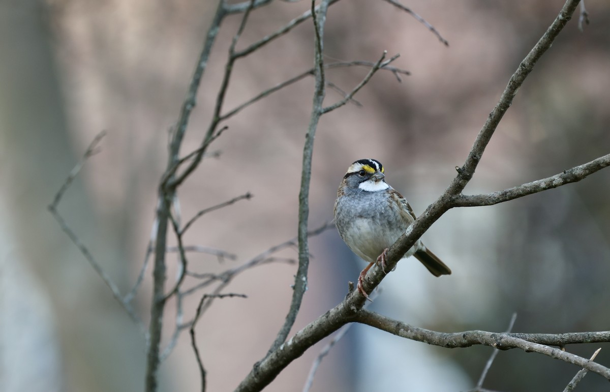 White-throated Sparrow - ML612607462