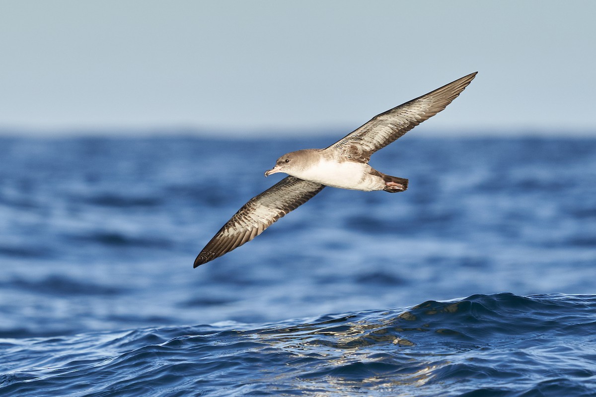 Pink-footed Shearwater - ML612607615